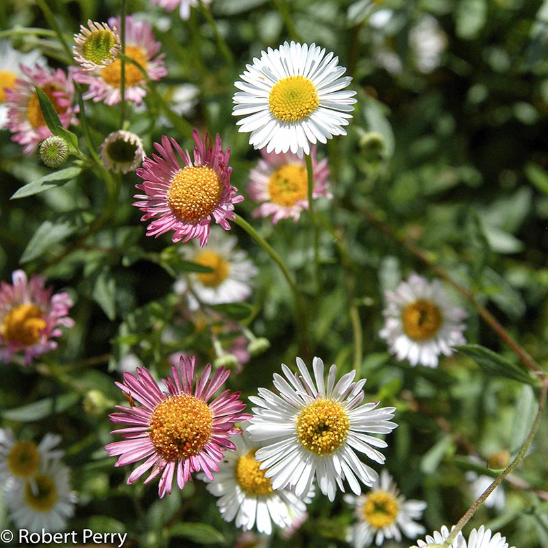 Fall_Mexican-Daisy