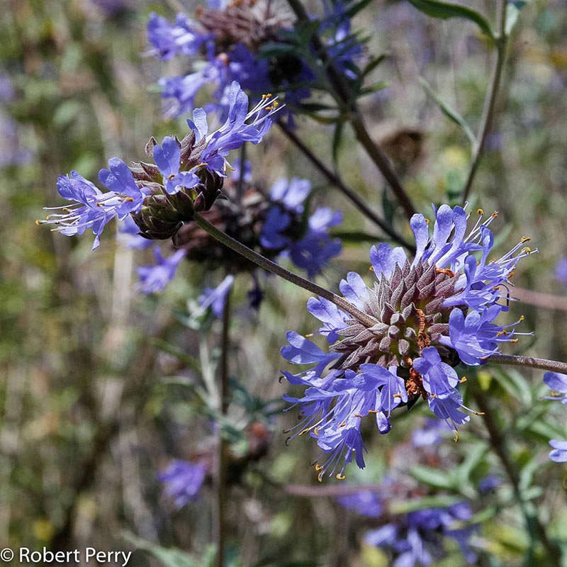Spring_Allen-Chickering-Sage