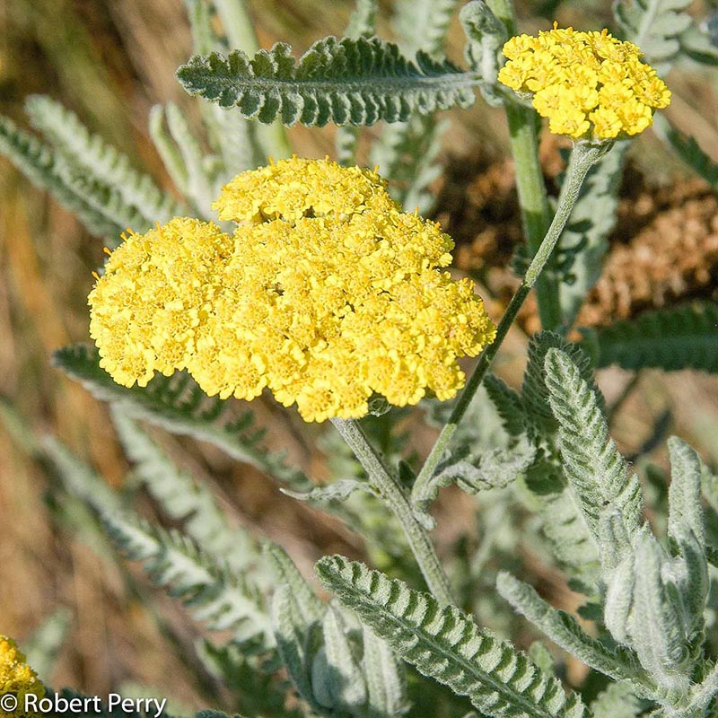 Spring_Moonshine-Yarrow