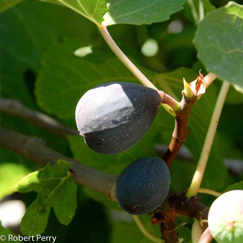 Summer_Fig