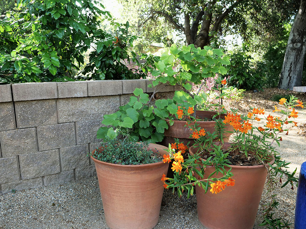 Container_Gardens (1)