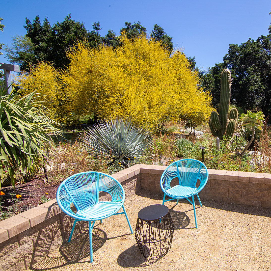 Succulent Gardens (1)
