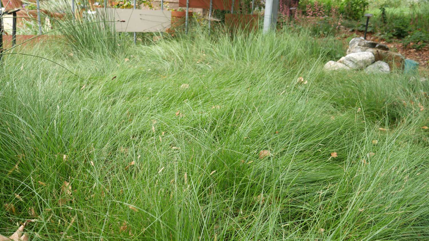 CBWCD-Turf-Alternatives