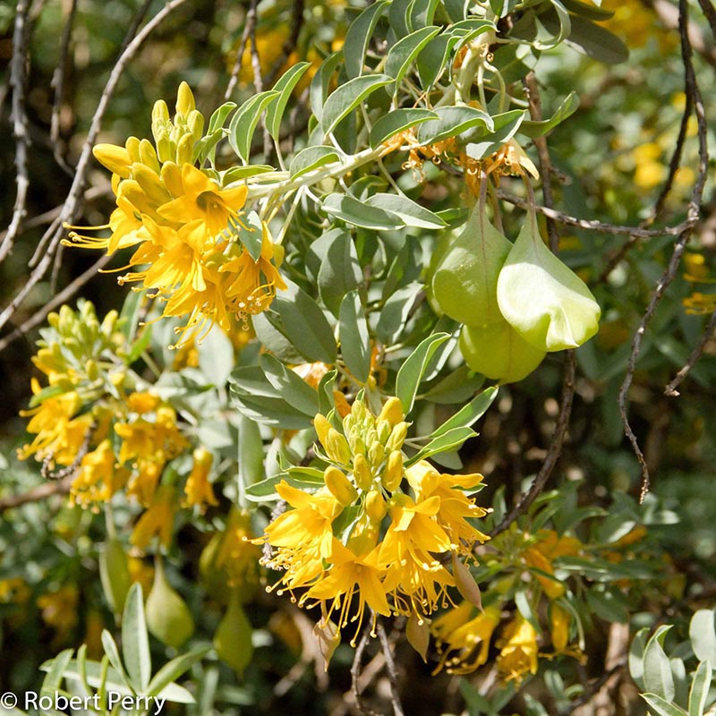 Fall_Bladderpod