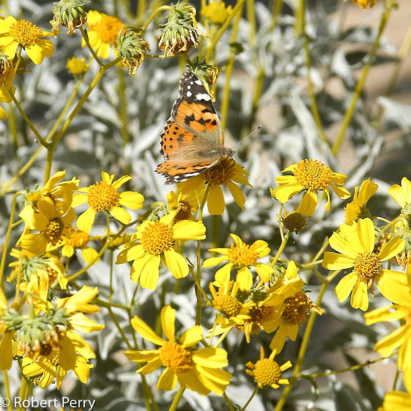 Spring_Brittlebush