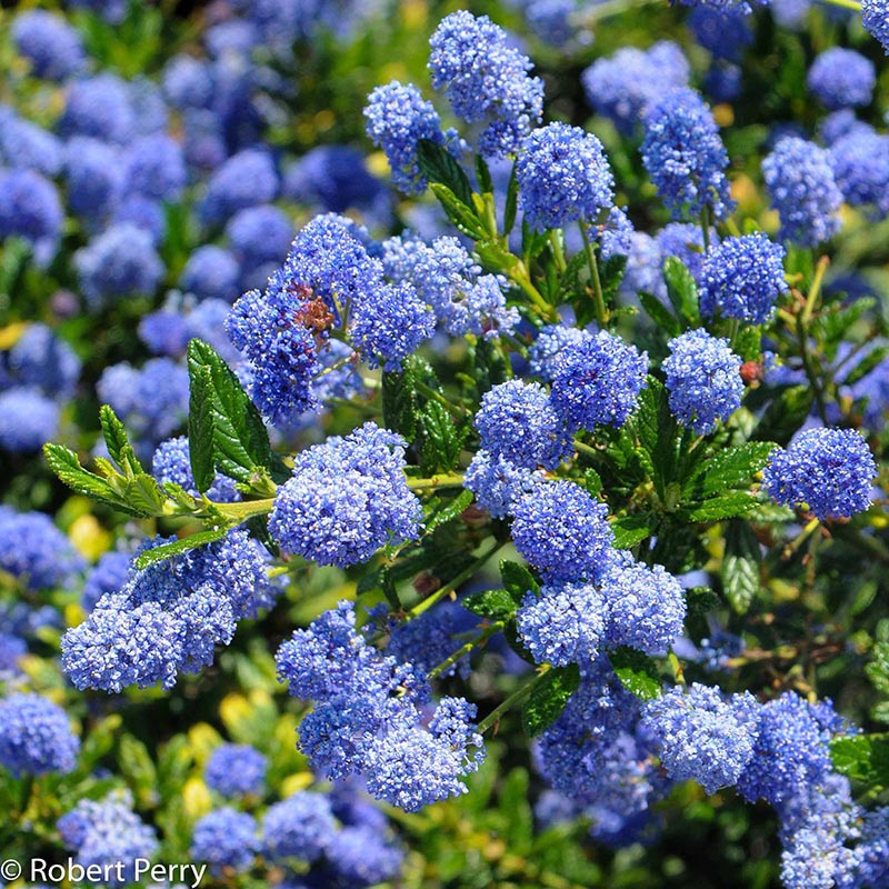 Spring_Concha-Ceanothus