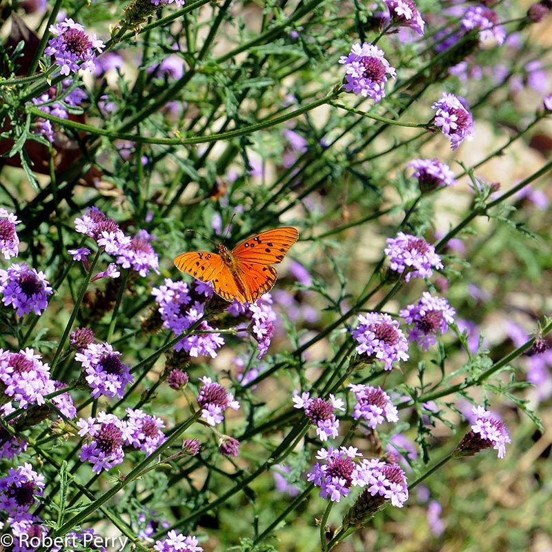 Spring_De-La-Mina-Verbena