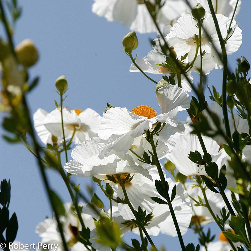 Spring_Matilija-Poppy