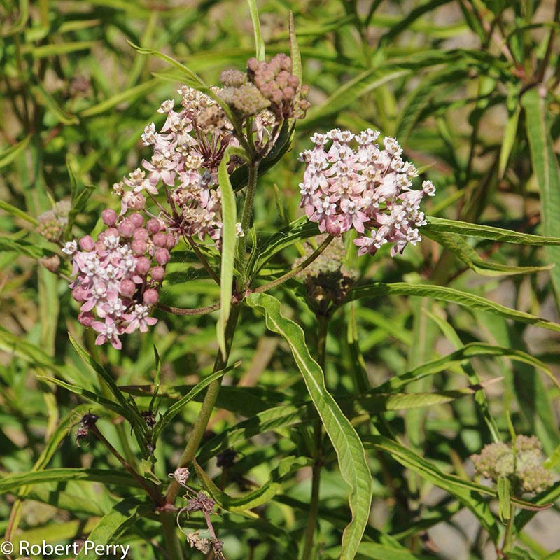 Spring_Narrow-Leaf-Milkweed