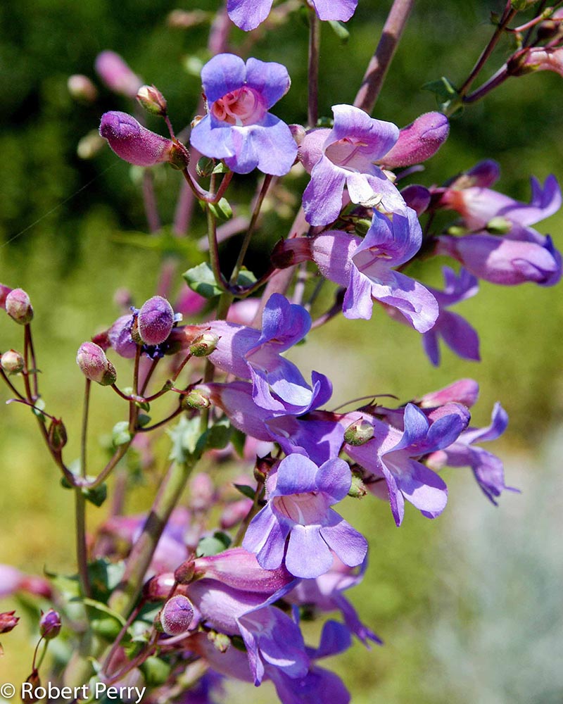 Spring_Showy-Penstemon