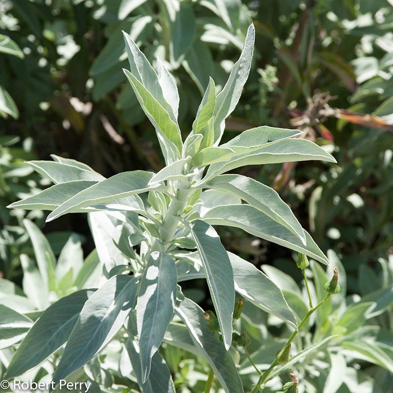 Spring_White-Sage