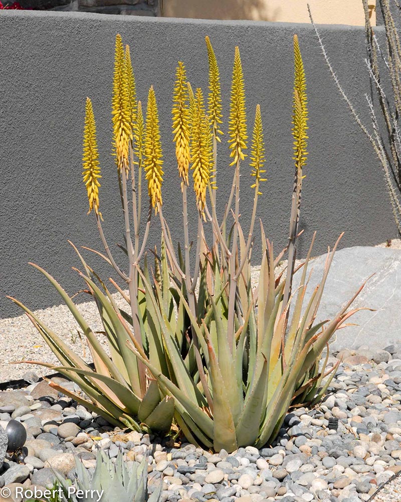 Succulent-Gardens-Spring_Aloe-Vera