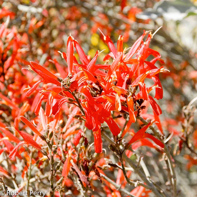 Succulent-Gardens-Spring_Chuparosa