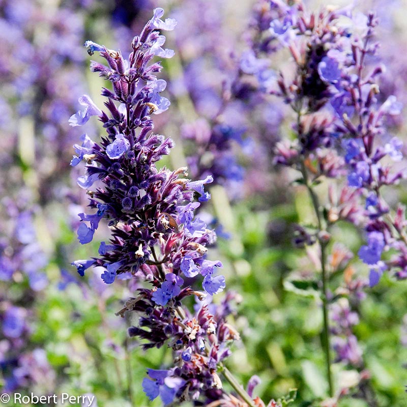 Summer_Catmint
