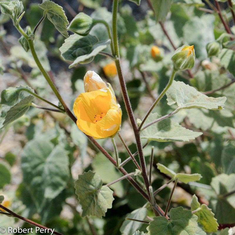 Summer_Palmer's-Mallow