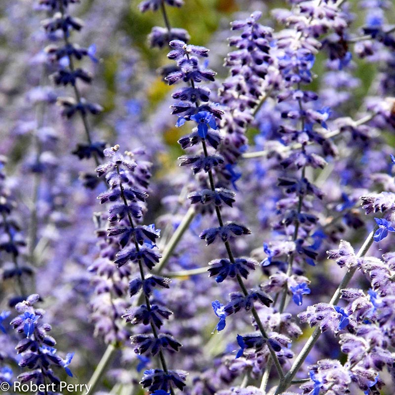 Summer_Russian-Sage