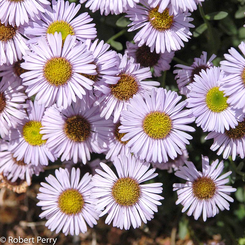Summer_Seaside-Daisy