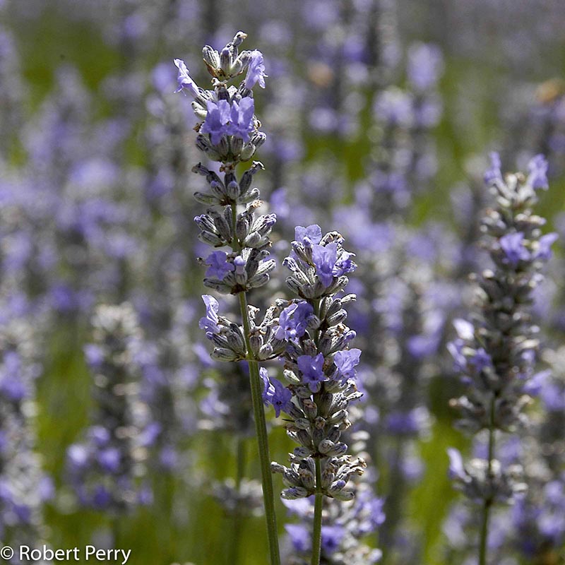 Summer_Sweet-Lavender