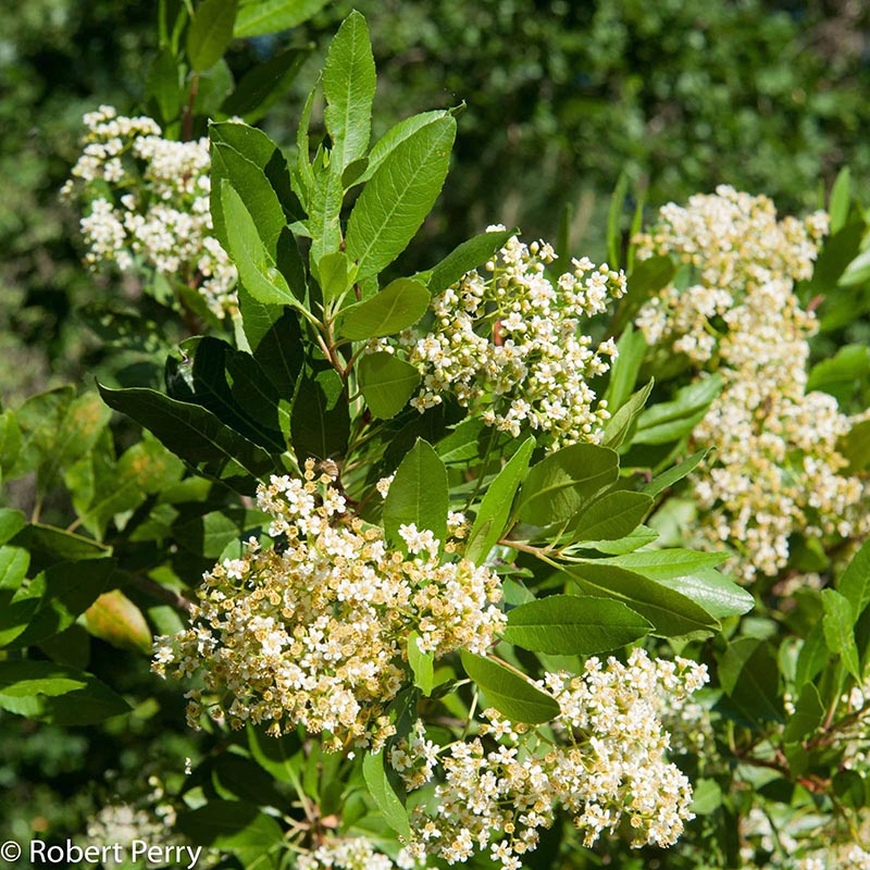 Summer_Toyon