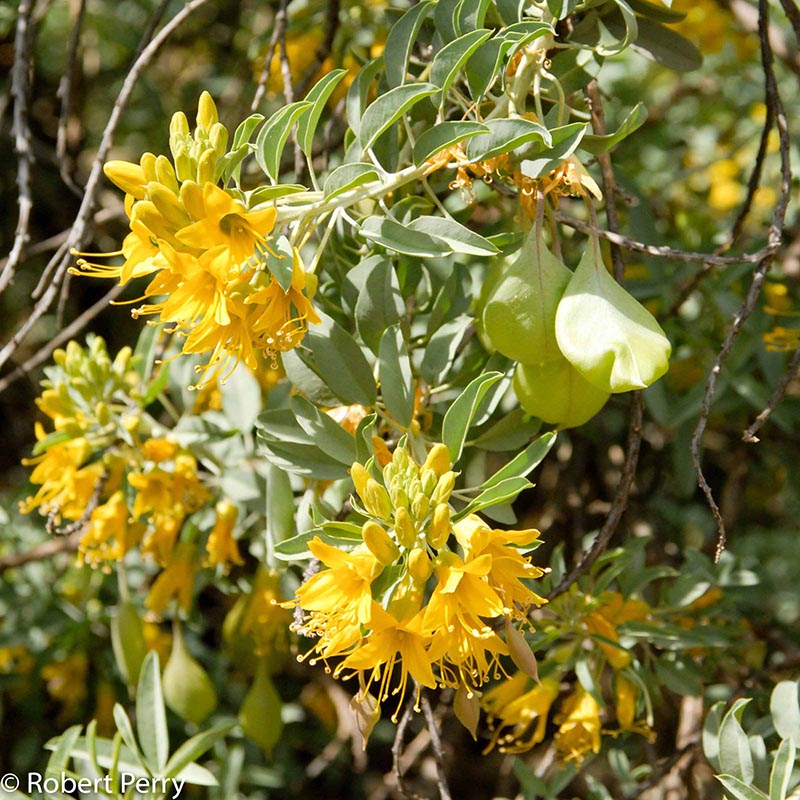 Winter_Bladderpod