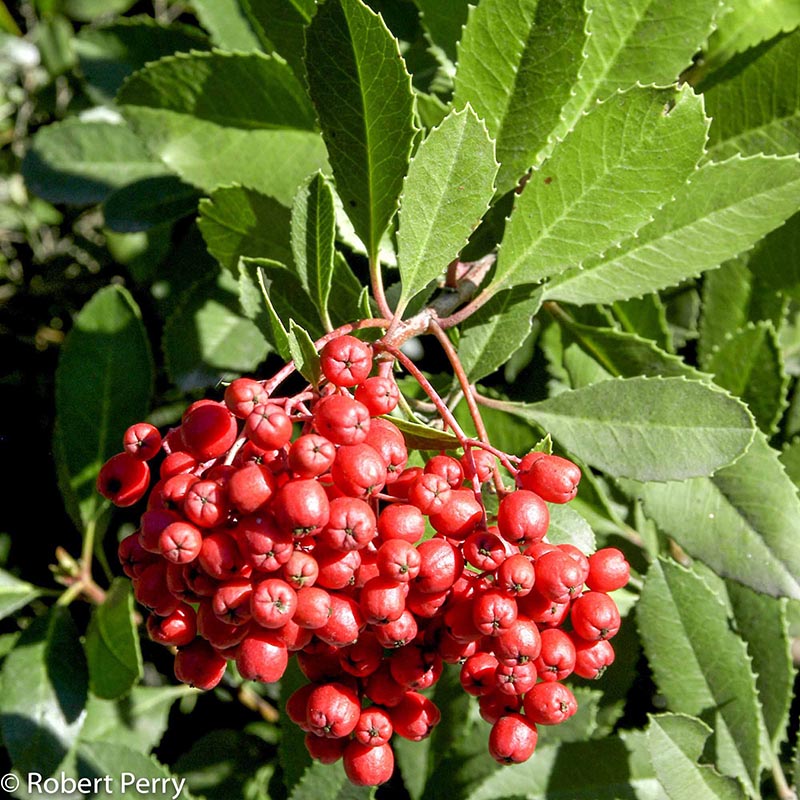 Winter_Toyon